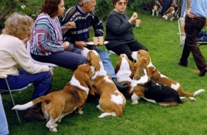 Red & White bassets in 1992